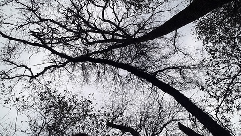 Header of ace_gray