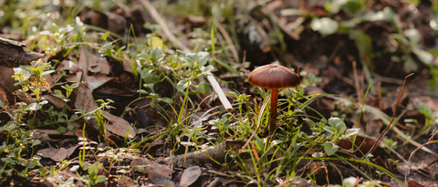 Onlyfans leak anonymushroom - LeakedOnlyF