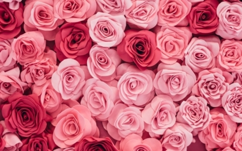 Header of asiadoll