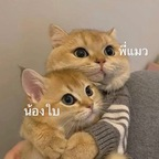 Babycat babycatcouple Leak OnlyFans 

 profile picture