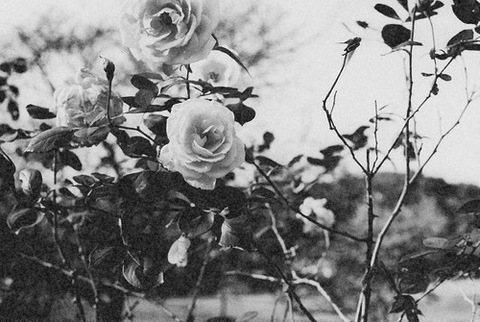 Header of bbbunny000