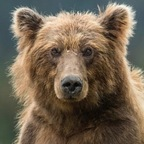 Free access to (bearr) Leaks OnlyFans 

 profile picture