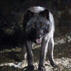 blackwulf (BlackWulf) free OnlyFans content 

 profile picture