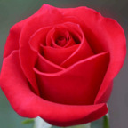 Onlyfans leaked blondierosie 

 profile picture