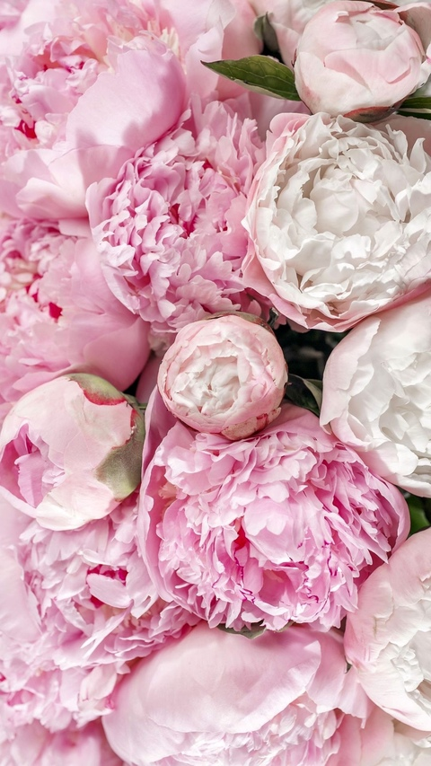 Header of breeanastasia