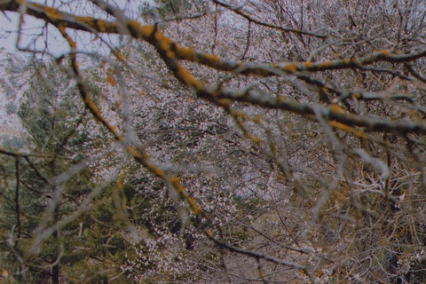 Header of byakkomoriko