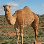 cameltoes OnlyFans Leaked 

 profile picture