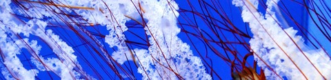 Header of cassandra_swears