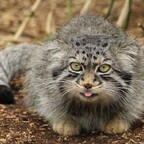 Download catpowerasmr OnlyFans content for free 

 profile picture