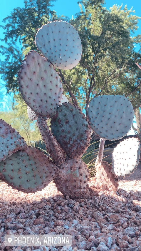 Header of chelsea_rae