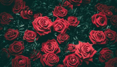 Header of dannie-rose
