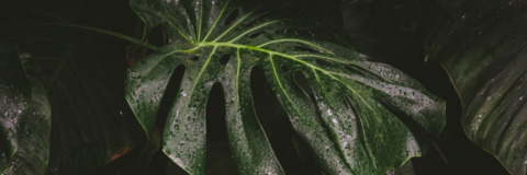Header of dominura