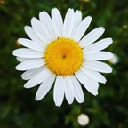 dreamingofdaisy (Daisy) OnlyFans content 

 profile picture