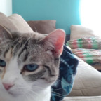 Free access to (elsacat) Leaked OnlyFans 

 profile picture