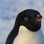 felixtheintrovert OnlyFans Leaks 

 profile picture