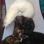 ferret OnlyFans Leak 

 profile picture