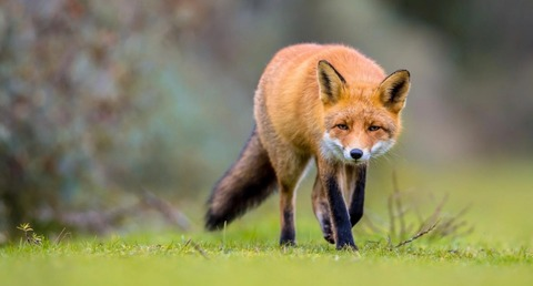 Header of fox_138vip