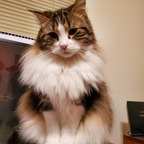 Download freyjathecat OnlyFans content for free 

 profile picture