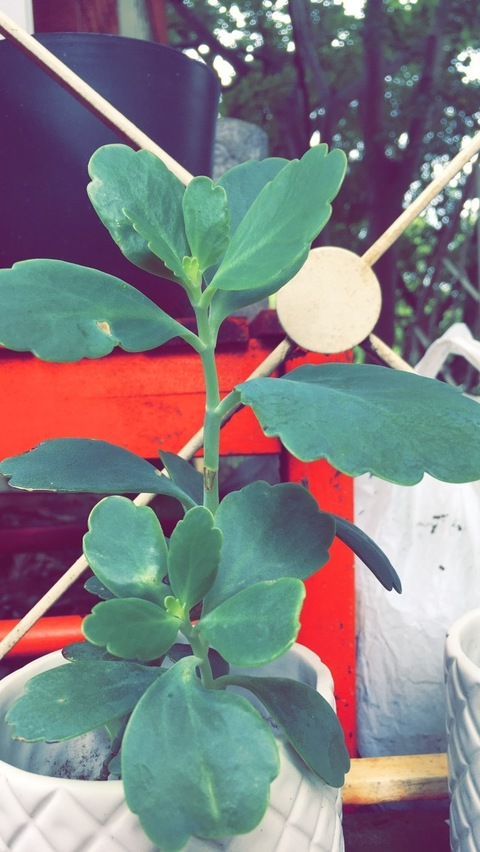 Header of homescreen69