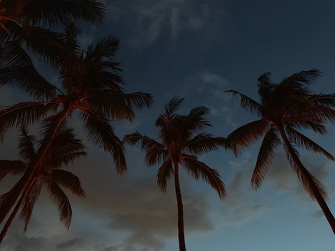 Header of hondahazel