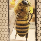 hornetshoney (Hornet’s Honey🍯🐝) free OnlyFans Leaks 

 profile picture