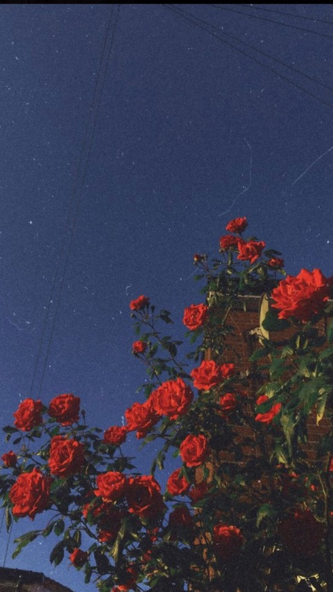 Header of janefraiser