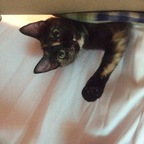 Free access to katthecatlady Leak OnlyFans 

 profile picture