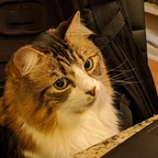 kiridomo (My Puss) OnlyFans Leaked Videos and Pictures 

 profile picture