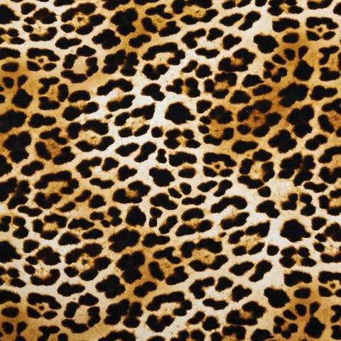 Header of kittykat0120