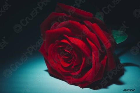 Header of kittyrose89