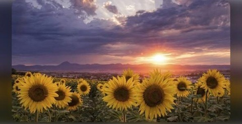 Header of leyla02