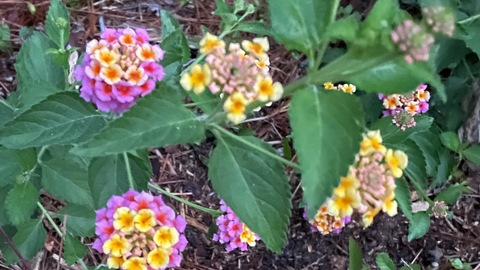 Header of lizabfree