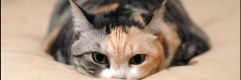 Header of lucyfurrr