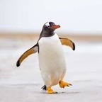 mcpenguen OnlyFans Leak 

 profile picture
