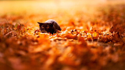 Header of miaou_dubois