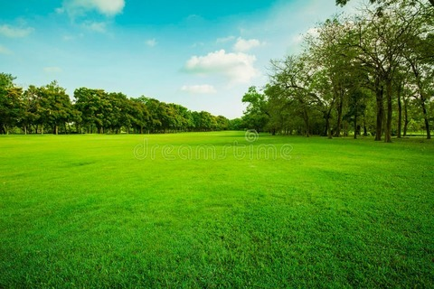 Header of miera4321