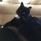 mittens (u2199065) free OnlyFans Leaked Content 

 profile picture
