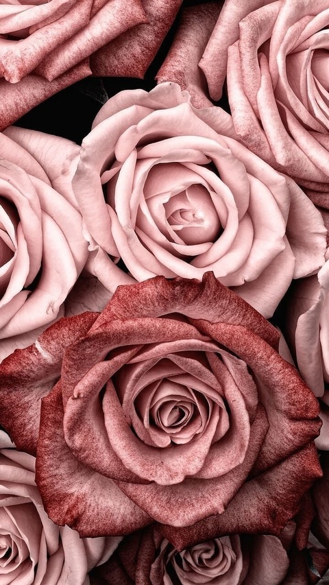 Header of mrs_diva