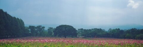 Header of nalson911