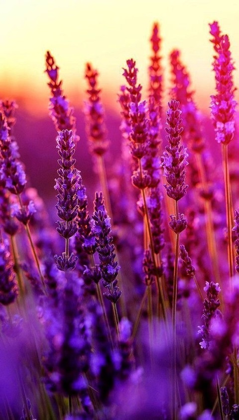 Header of novasukii