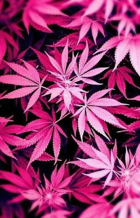 Header of onlyfansbarbieprincess