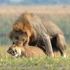 Download papiporco OnlyFans videos and photos for free 

 profile picture