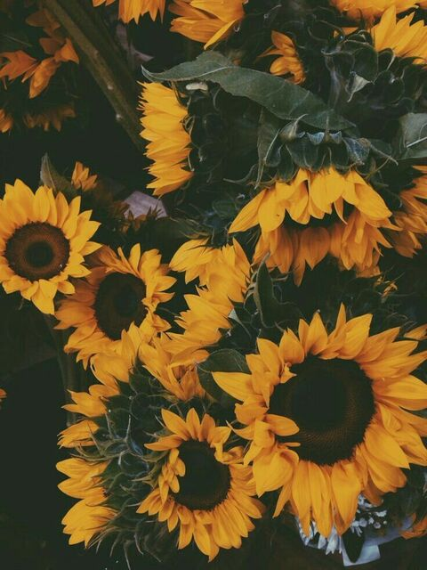 Header of redhot13