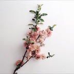 roseisaho (rose) free OnlyFans Leaked Content 

 profile picture