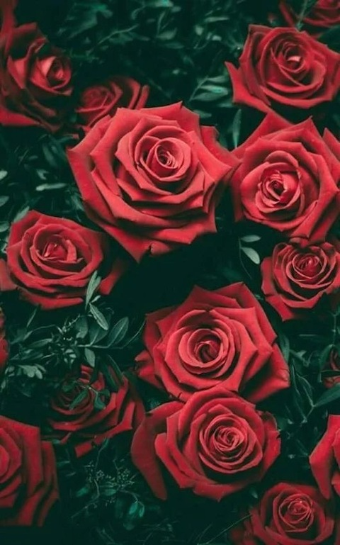 Header of rosiecheexxx
