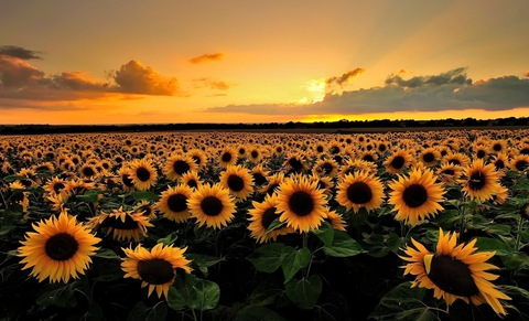 Header of simplysouthern94