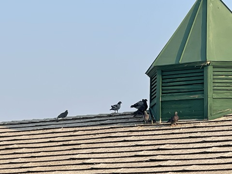 Header of sourpurplesativa