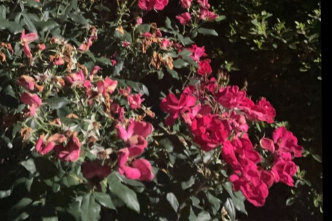 Header of tgirlofseoul