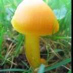 tinyclitdick OnlyFans Leaks 

 profile picture