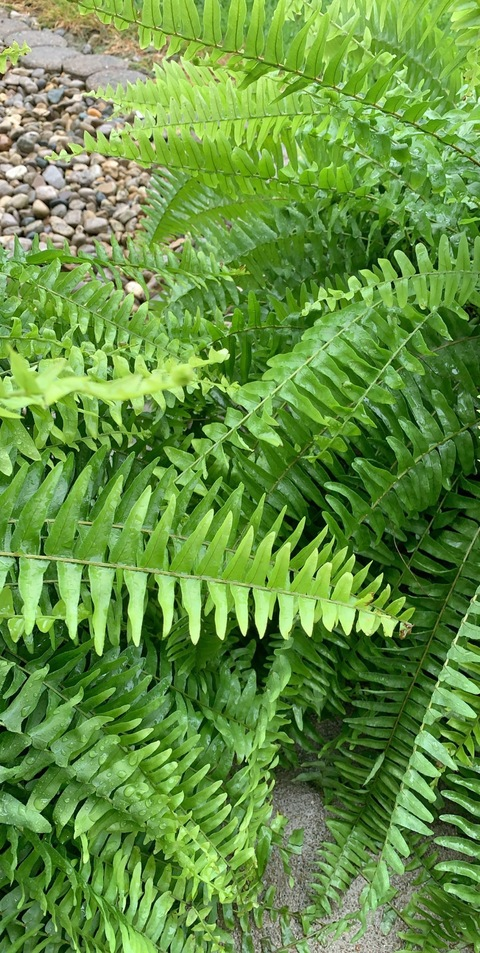 Header of wildrussia